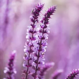Сальвия Amethyst фото