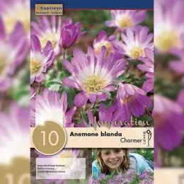 Анемона Charmer (Брендовые луковицы KAPITEYN®) фото