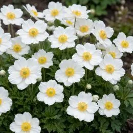 Анемона Sylvestris фото