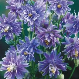 Аквилегия Double Blue фото