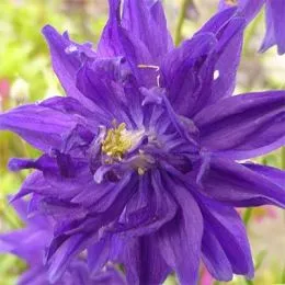 Аквилегия Barlow Blue фото