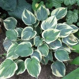 Хоста Aristocrat фото