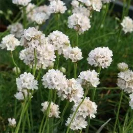 Армерия Maritima White фото