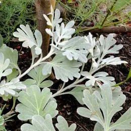 Артемизия (полынь) Boughton Silver фото
