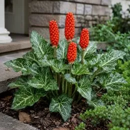 Арум Italicum Marmoratum фото