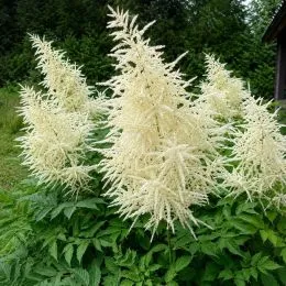 Арункус Dioicus фото
