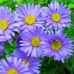 Астра Alpinus Light Blue фото