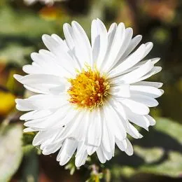 Астра White Ladies фото