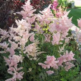 Астильба Peach Blossom фото
