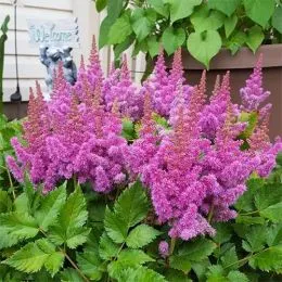 Астильба китайская Pumila фото