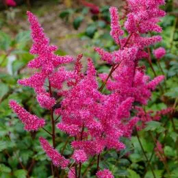 Астильба Purple Glory фото