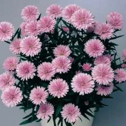 Астра Fun Pink Dark фото