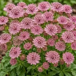 Астранция Pink Pride фото