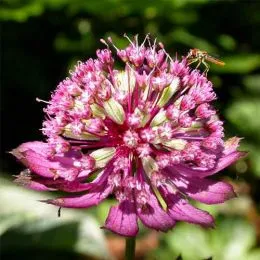 Астранция Rosensinfonie фото