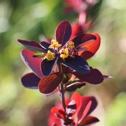 Барбарис Atropurpurea фото