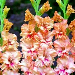 Гладиолус Kissy Ruffle фото