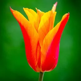 Тюльпан Ballerina 12/+ фото