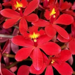Орхидея Epidendrum Ballerina Fireball фото