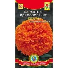 Бархатцы Титан фото