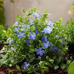 Барвинок Aureovariegata фото