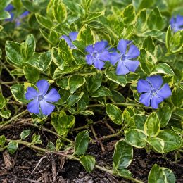 Барвинок Aureovariegata фото