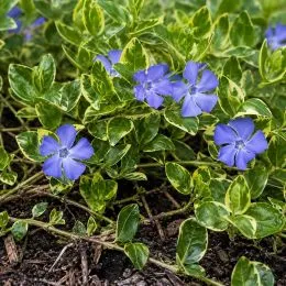 Барвинок Aureovariegata фото