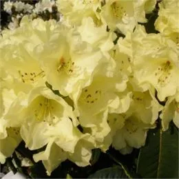 Рододендрон Beatrice Keir фото