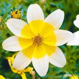 Биденс Taka Tuka Yellow-White фото