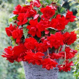 Бегония Cascade Scarlet 25 фото