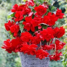 Бегония Cascade Scarlet 25 фото
