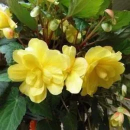 Бегония Multiflora Maxima жёлтая фото