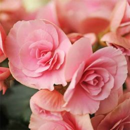 Бегония Non Stop Light Pink фото