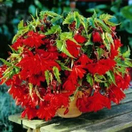 Бегония Pendula Cascade Dark Red фото