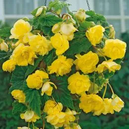 Бегония Cascade Yellow 25 фото