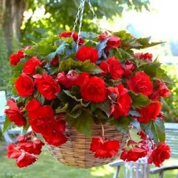 Бегония Pendula Cascade Red фото