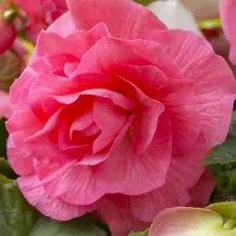 Бегония Camelia Pink фото