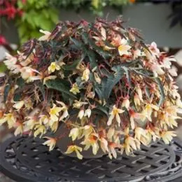 Бегония Bossa Nova Yellow фото