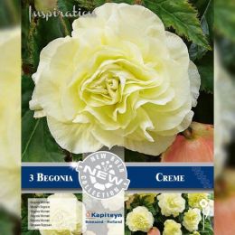 Бегония Double Wummi Creme (Брендовые луковицы KAPITEYN®) фото