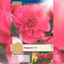 Рек-бокс Бегония Double Pink (Брендовые луковицы KAPITEYN®) фото