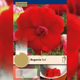 Рек-бокс Бегония Double Red (Брендовые луковицы KAPITEYN®) фото