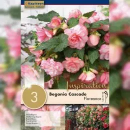 Бегония Cascade Floreance (Брендовые луковицы KAPITEYN®) фото