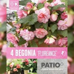 Бегония Florence (Брендовые луковицы KAPITEYN®) фото