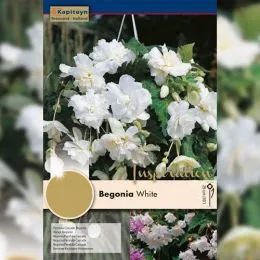 Рек-бокс Бегония Pendula-Cascade White (Брендовые луковицы KAPITEYN®) фото