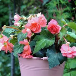 Бегония Cascade Odorosa Sweet Pink фото
