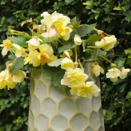 Бегония Cascade Odorosa Yellow Flame фото