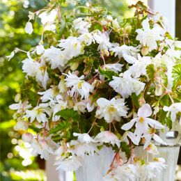 Бегония Pendula White фото
