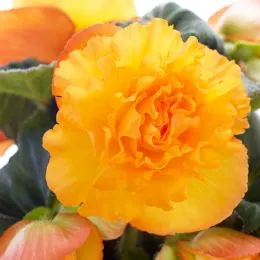 Бегония Ruffled Apricot фото