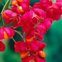 Бересклет Европейский Red Cascade фото