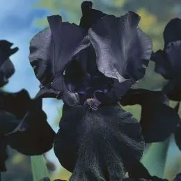 Ирис Black Dragon фото