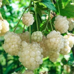 Ежевика Polar Berry фото